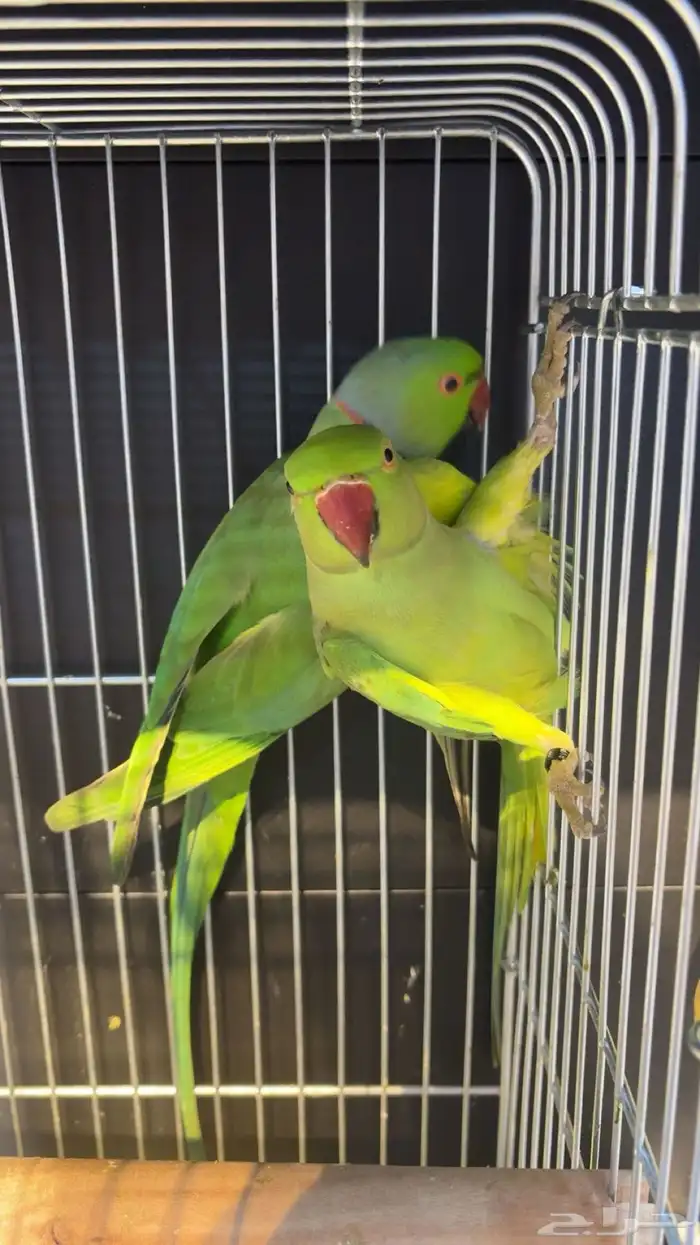 زوجين دره هولندي اخضر 1