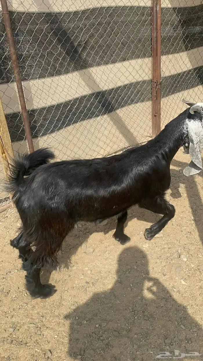 تيس ذبيحه مخصي طيب بالحيل(تم البيع) 1