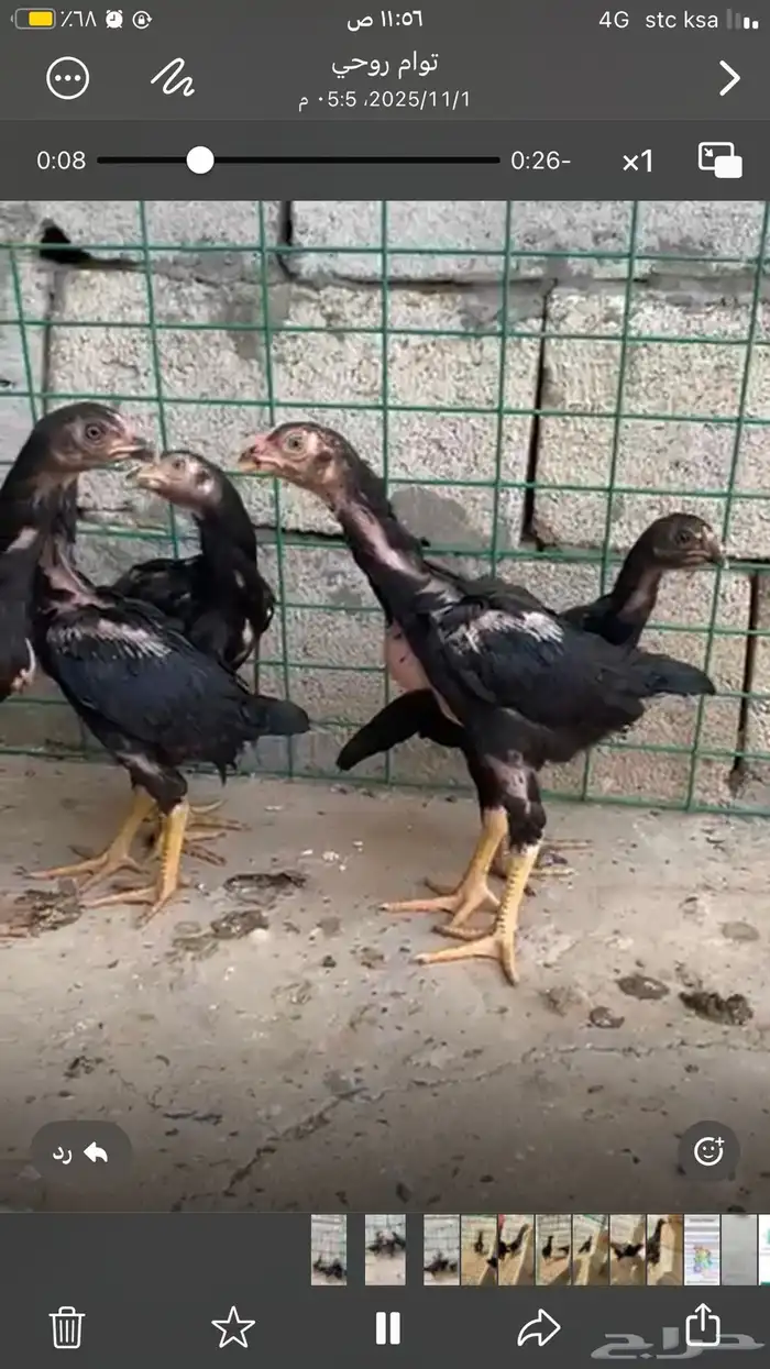 صيصان شامو الماني للبيع 0