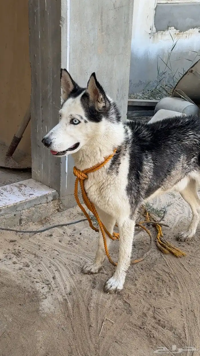 كلب هاسكي بيعه سريعه مهو حقه 2