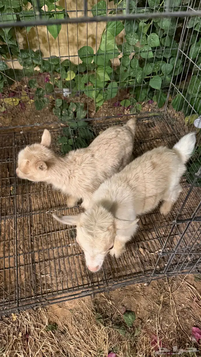 جوز ماعز قزم بيور (تم البيع) 4