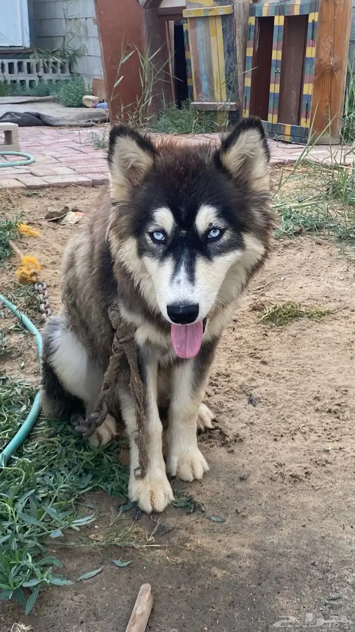 كلبة هاسكي 0