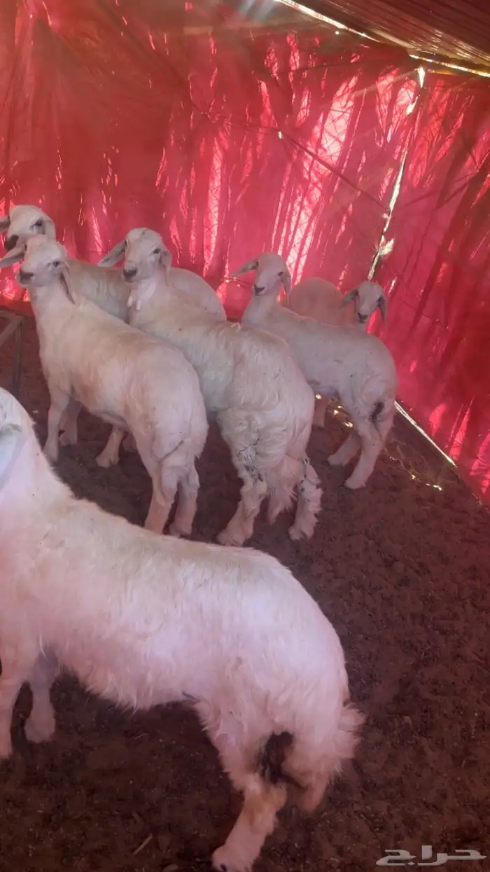 بهم حري للبيع تثليث من حلالي ونضيف 0