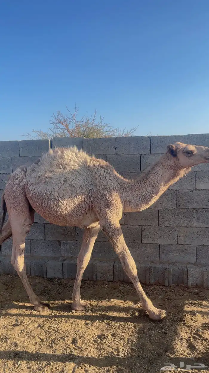 قعدان برية على الحليب ( تم البيع) 1