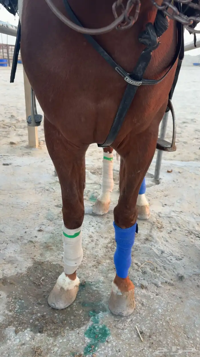 حصان ورق والبيع شعبي 0