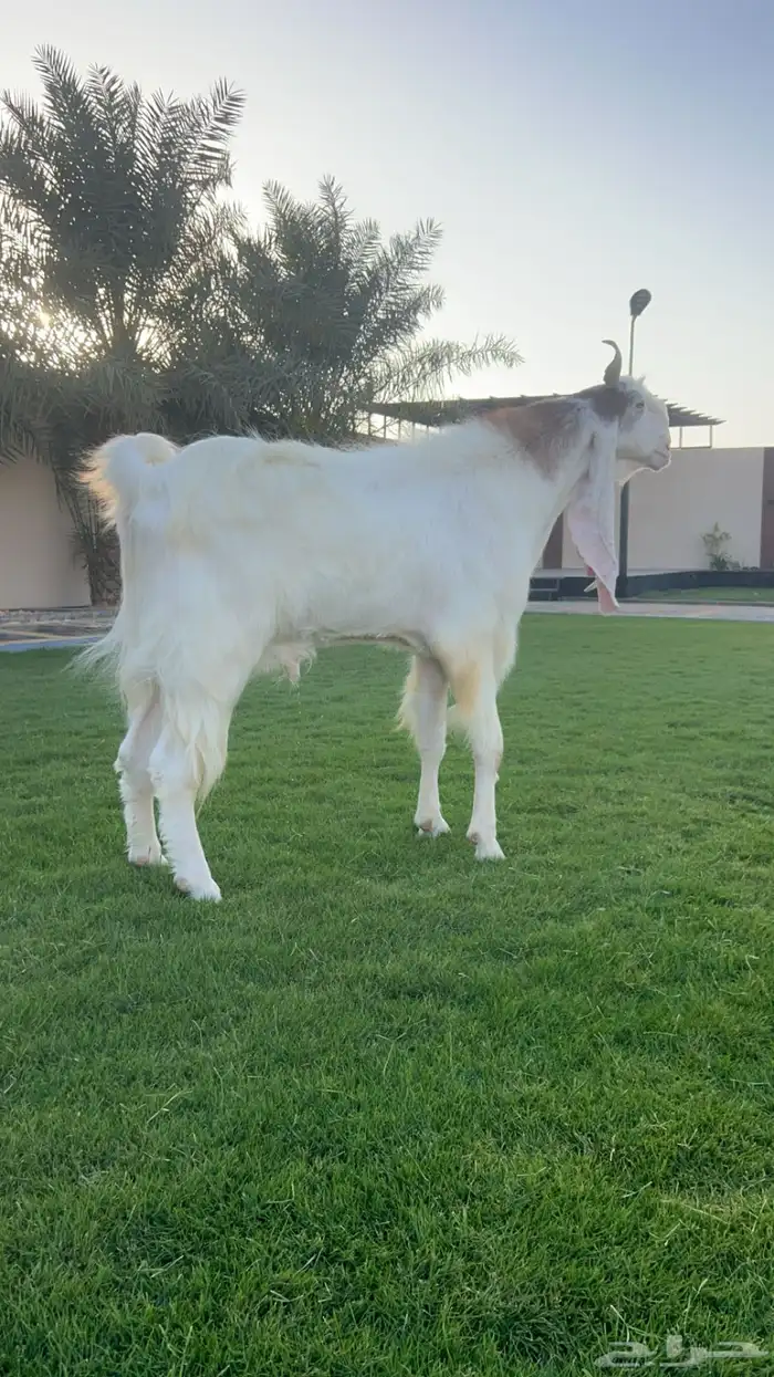 فحل مطور نادر 4