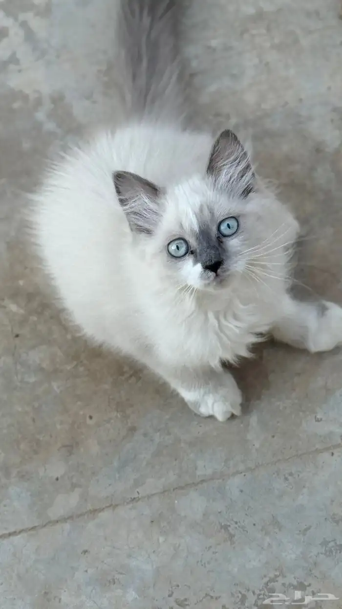 قطط شيرازي 1