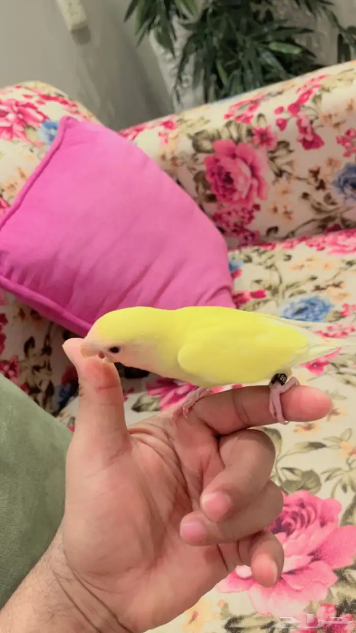 روز لاتينو هدد تم البيع 0