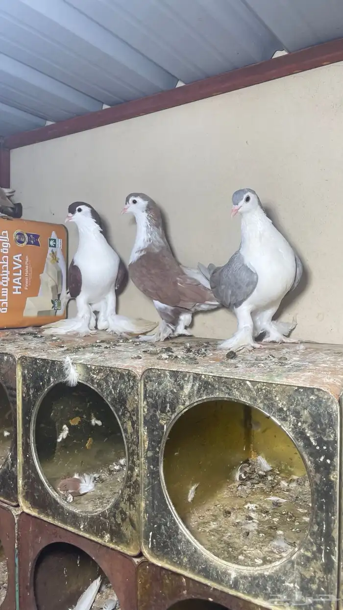 حمام شيرازي فاخر 3