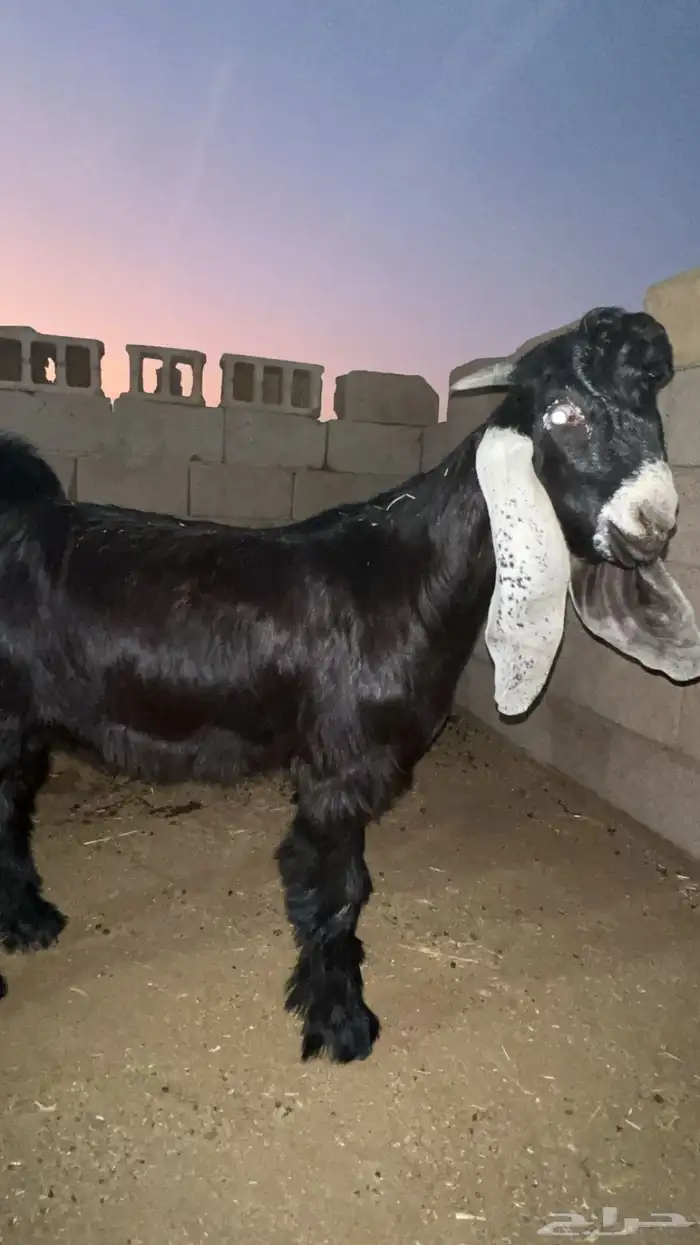 مستقبل تيس عارضي 2