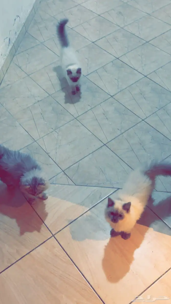 قطط للبيع هملايا سيامي الشرقية 5