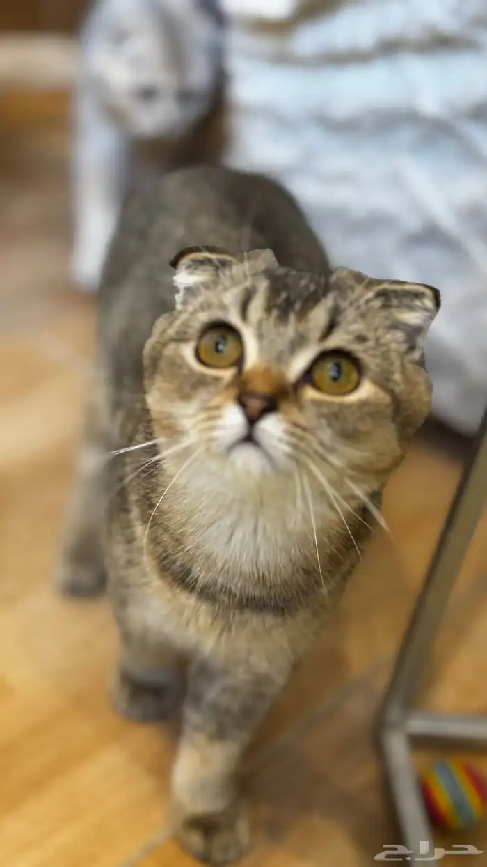 سكوتش تربل فولد 1