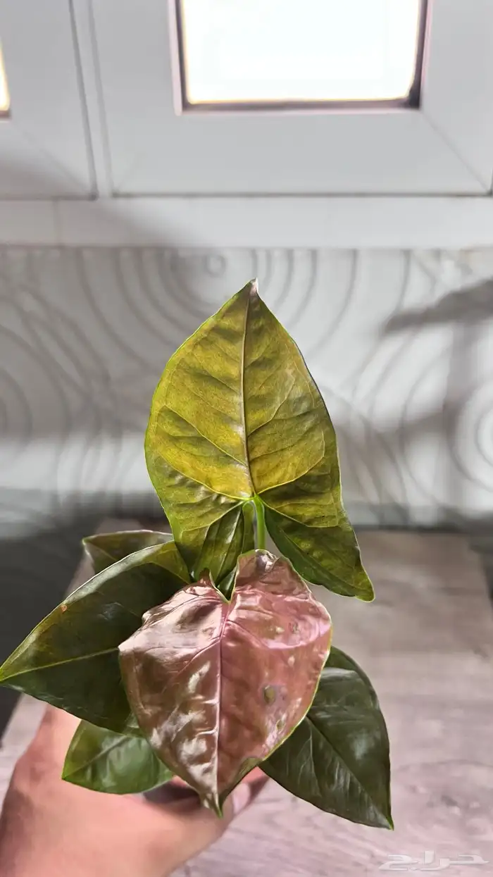 نبتات داخلية 14