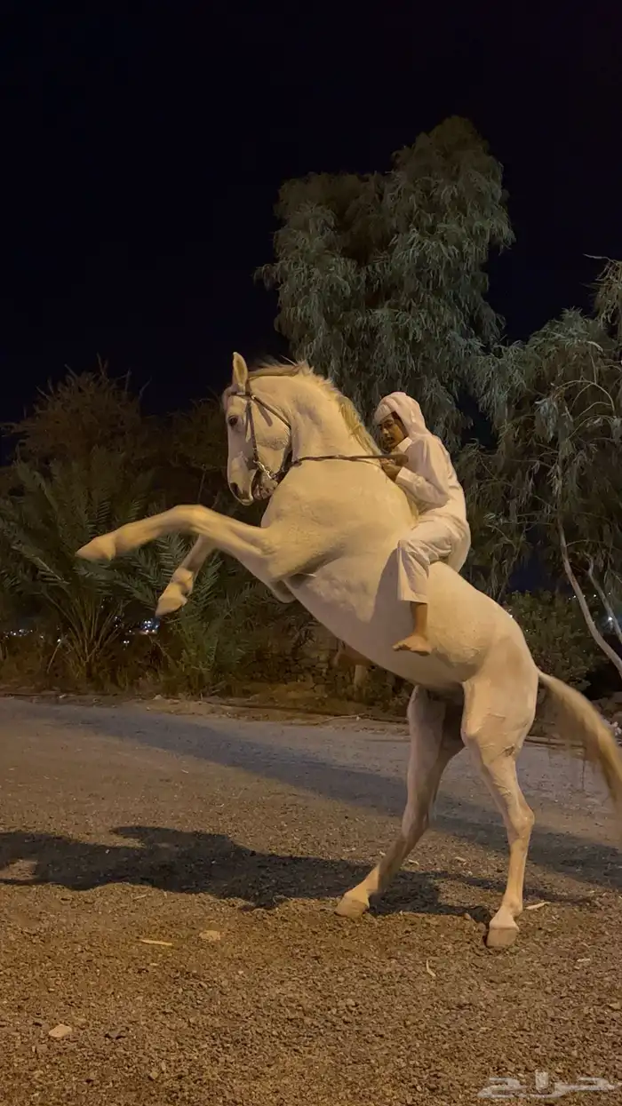 حصان جيزيري 0