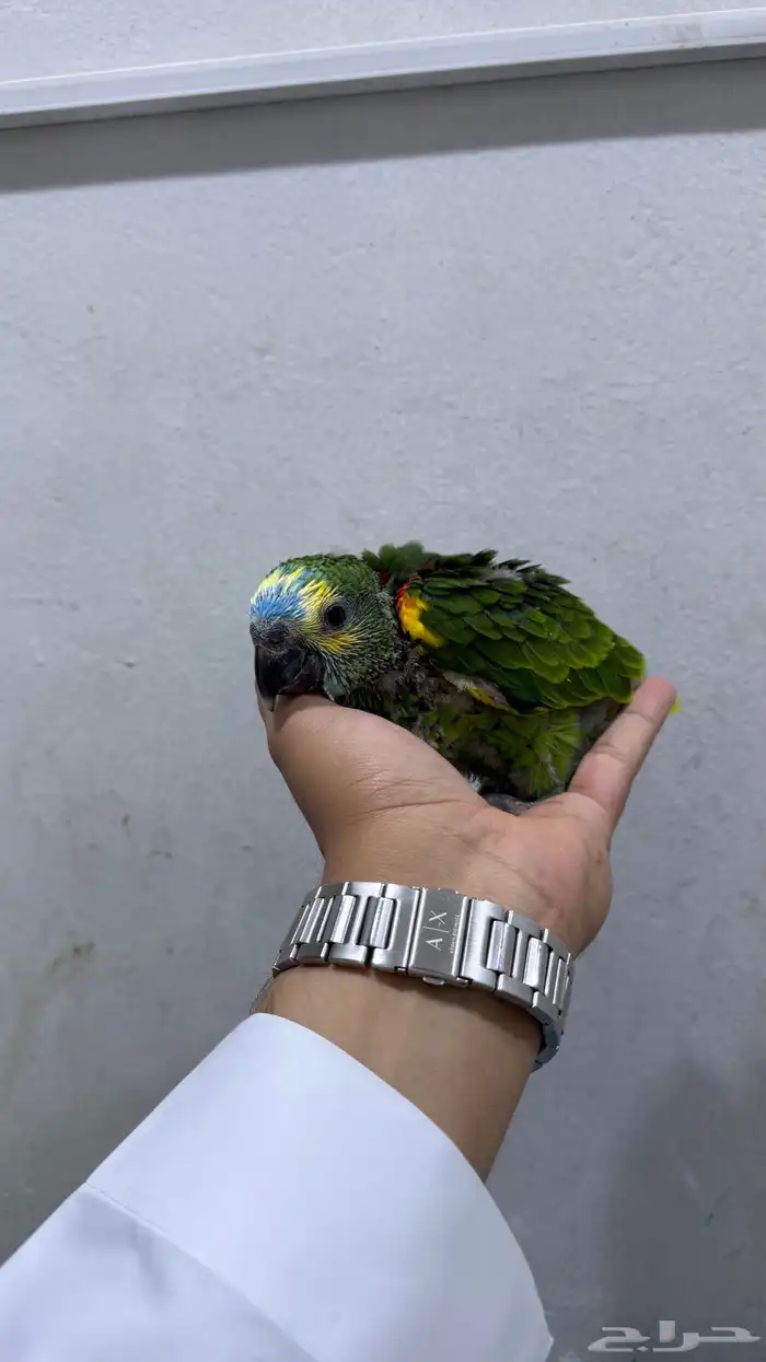 فرخ امزون بلوفرنتد 0