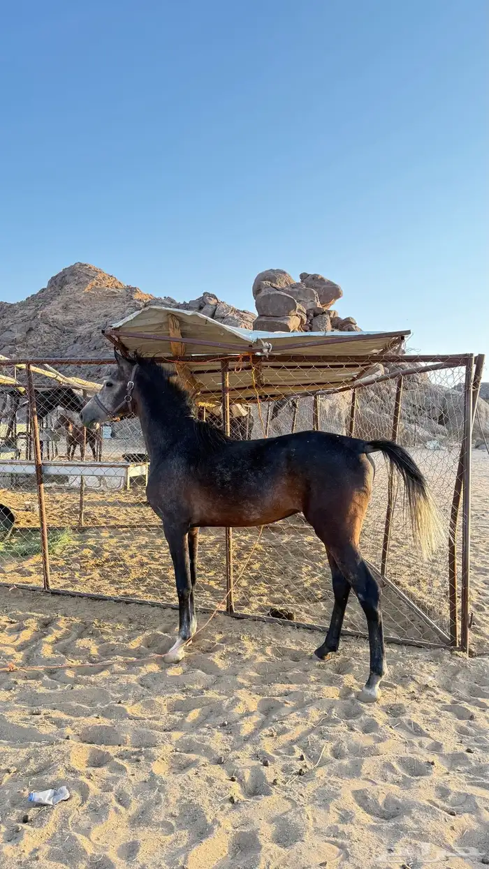 فرس ومهره وحصانين 0