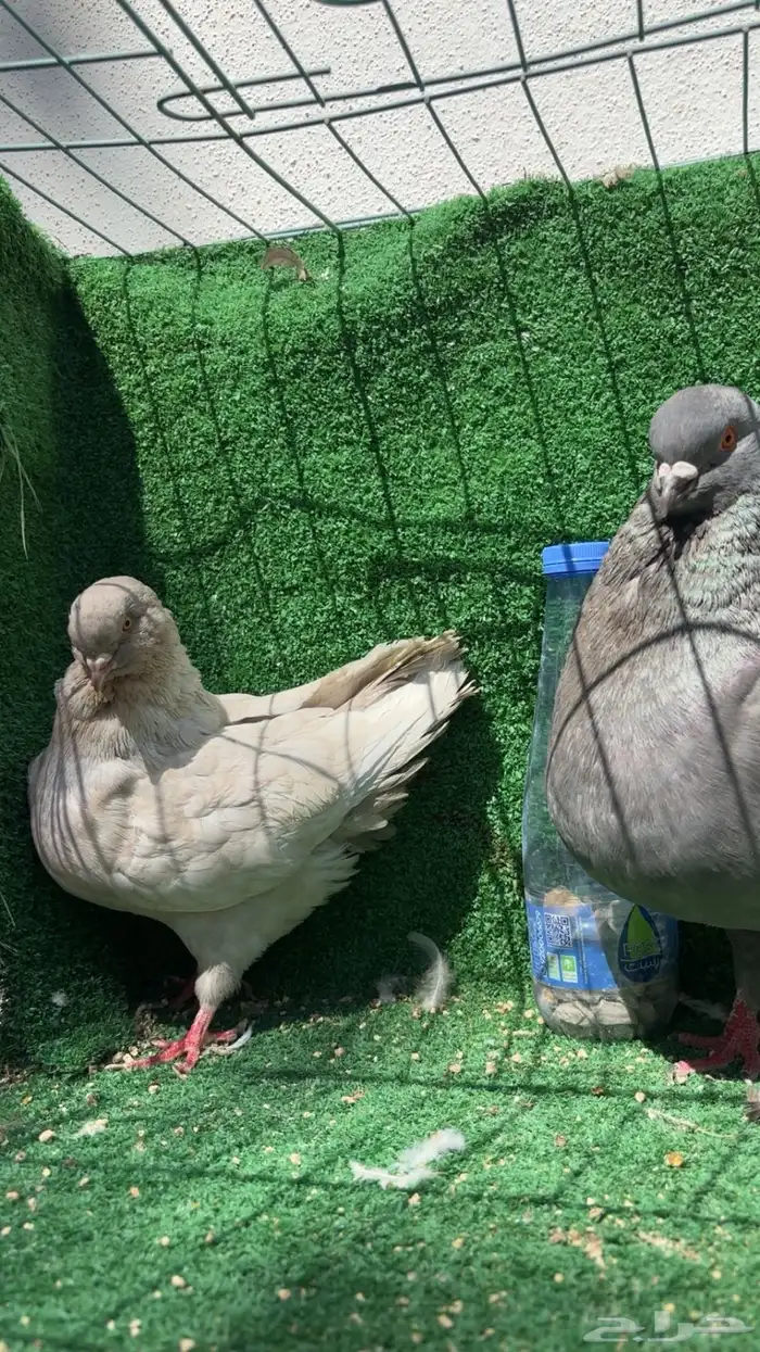 زوج كنق لافندر توب 1