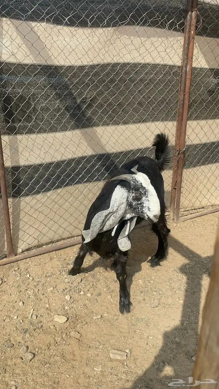 تيس ذبيحه مخصي طيب بالحيل(تم البيع) 4