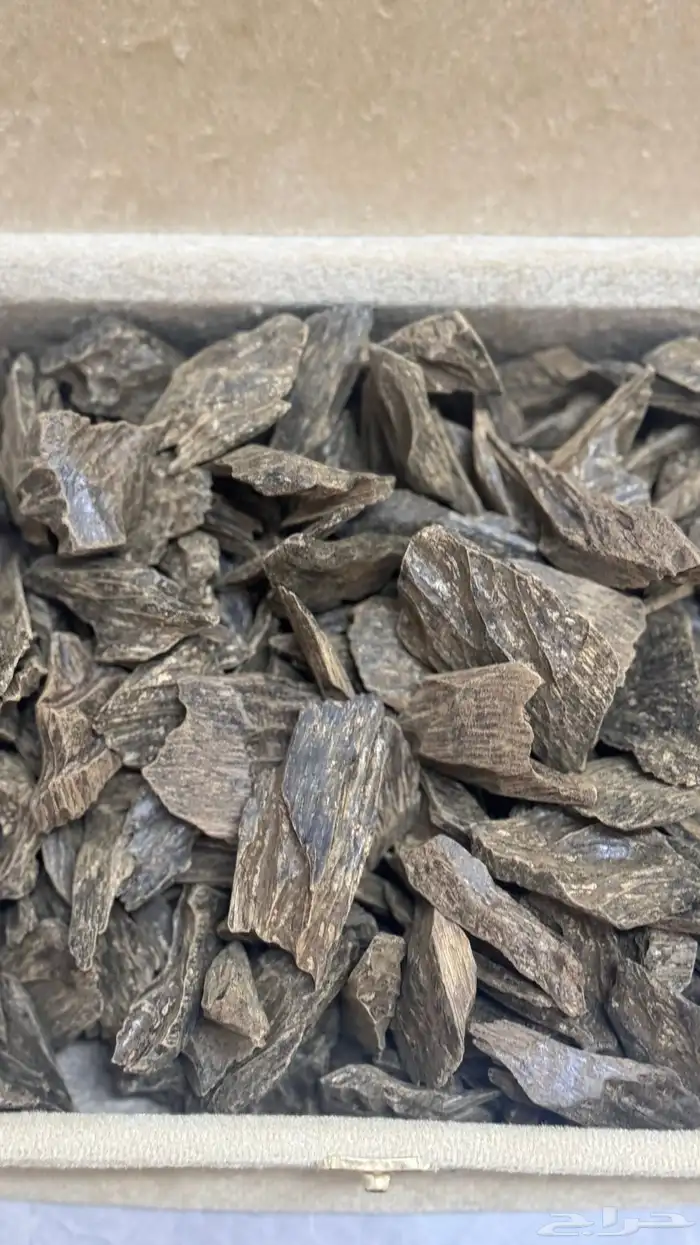 الحسن للعود   خيارك 1