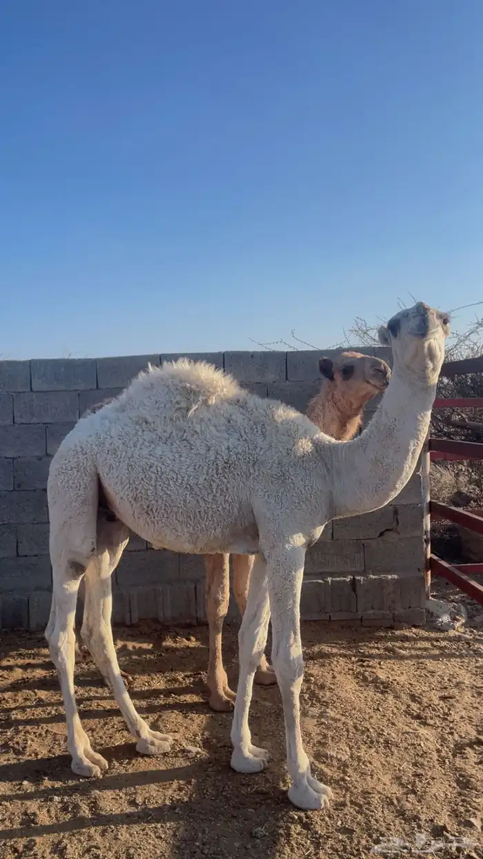 قعدان برية على الحليب ( تم البيع) 0