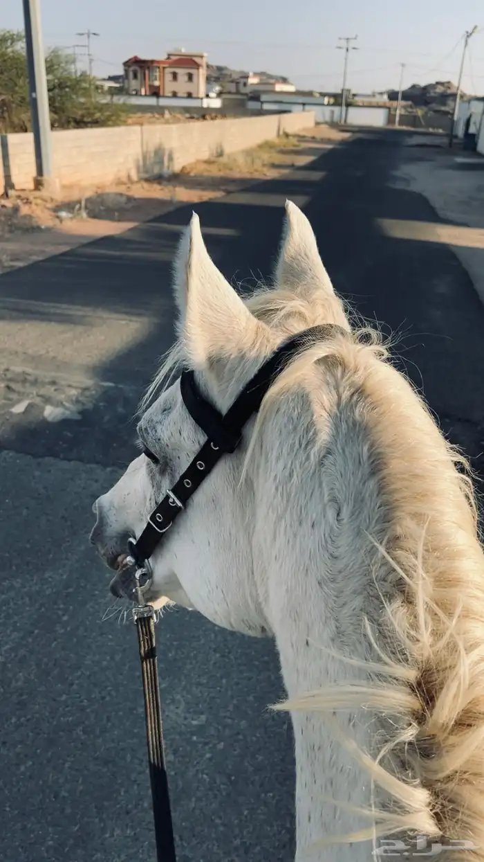 حصان شعبي ابيض او اصفر 2