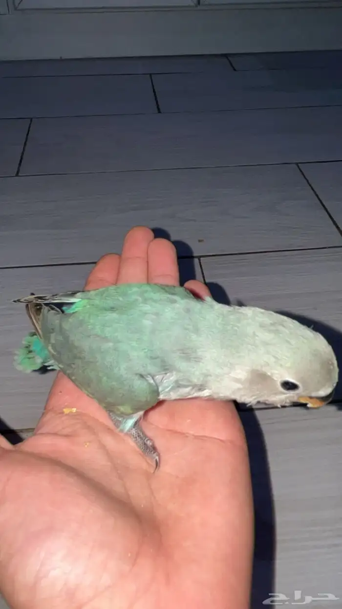 فرخ روز غر 2