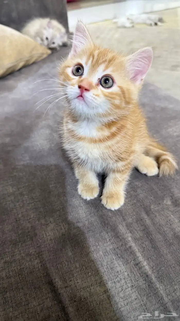 للبيع قطط كتن الام شيرازي و الاب سيامي 5