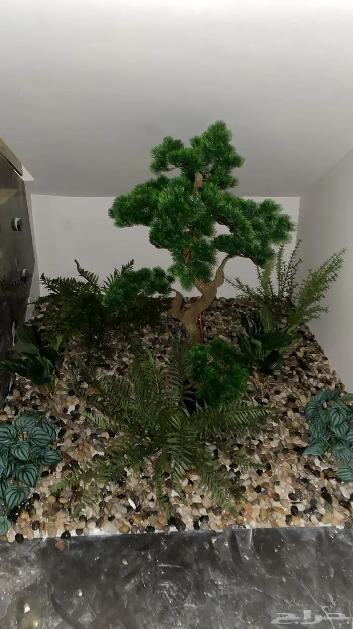 تنسيق شجر أي مناطق 3