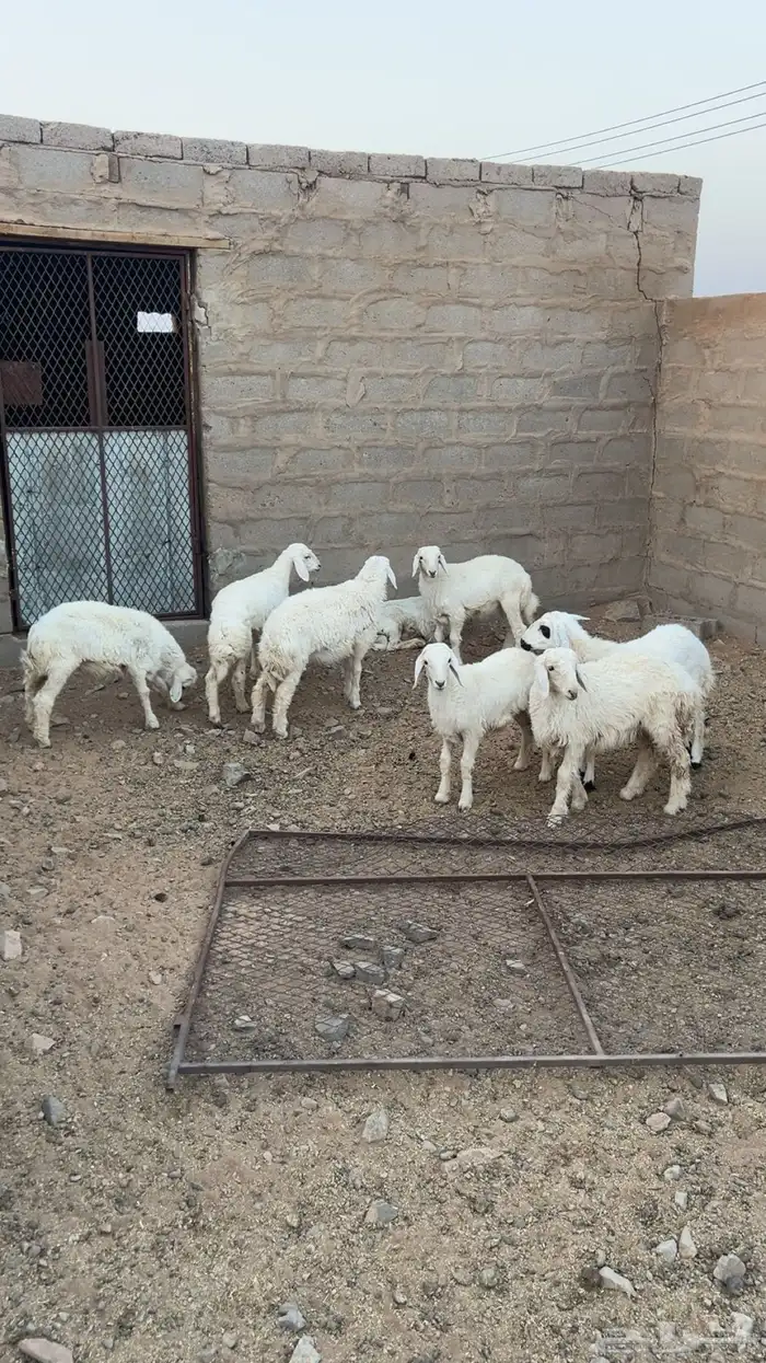 البيع. البيع. بهم. اعمره من. ثلاث. شهور. وفوق. نظيفه 2