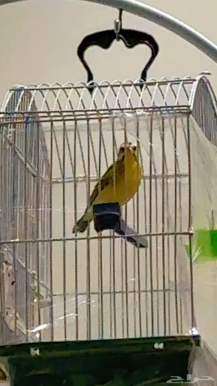 ذكر ياسمين موزنبيقي 0