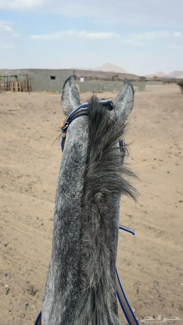 حصان شعبي الاسم لهب العمر خمس سنين 3