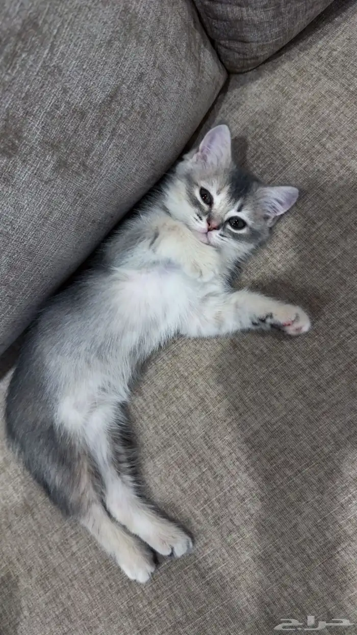 قطوة   بسة شيرازي 1