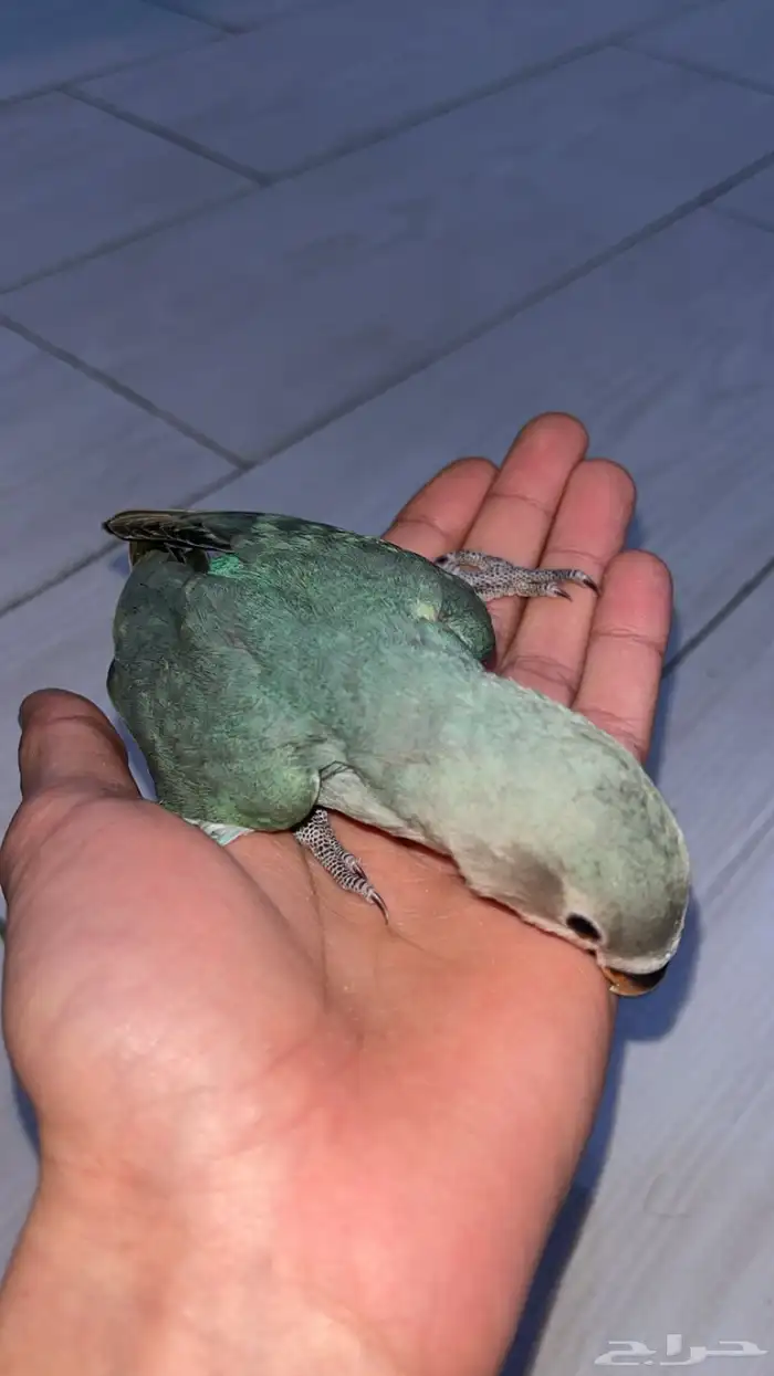 فرخ روز غر 3