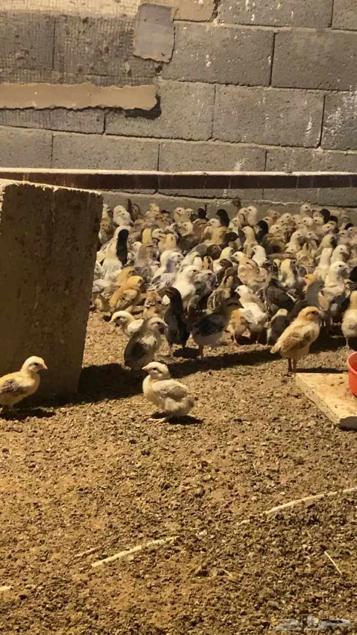 صوص دجاج بلدي فواتح 0