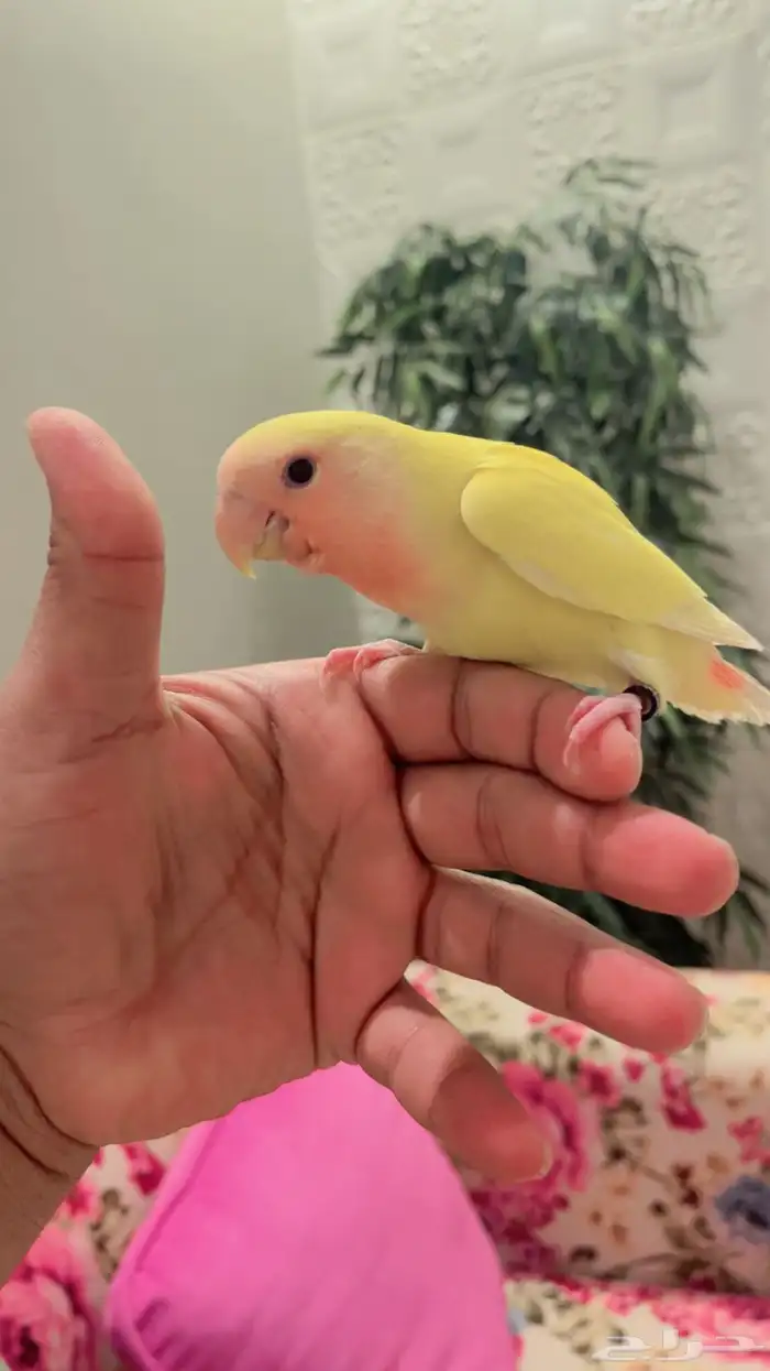 روز لاتينو هدد تم البيع 1