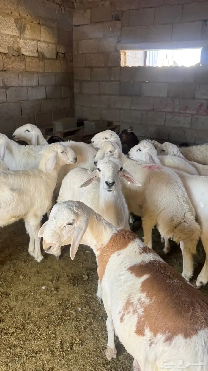 للبيع خرفان 4