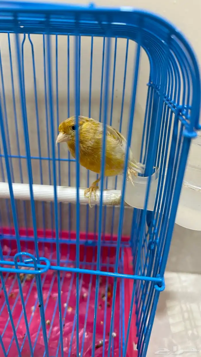 كناري انثى 1
