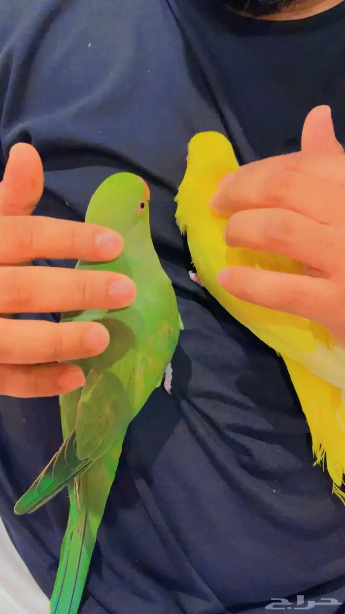 بغبغاء درة هندي تم البيع خارج الموقع 1