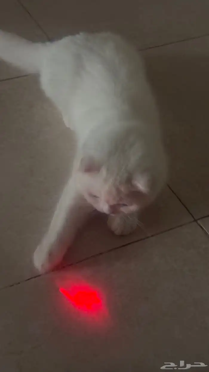 سكوتش فولد للبيع 2