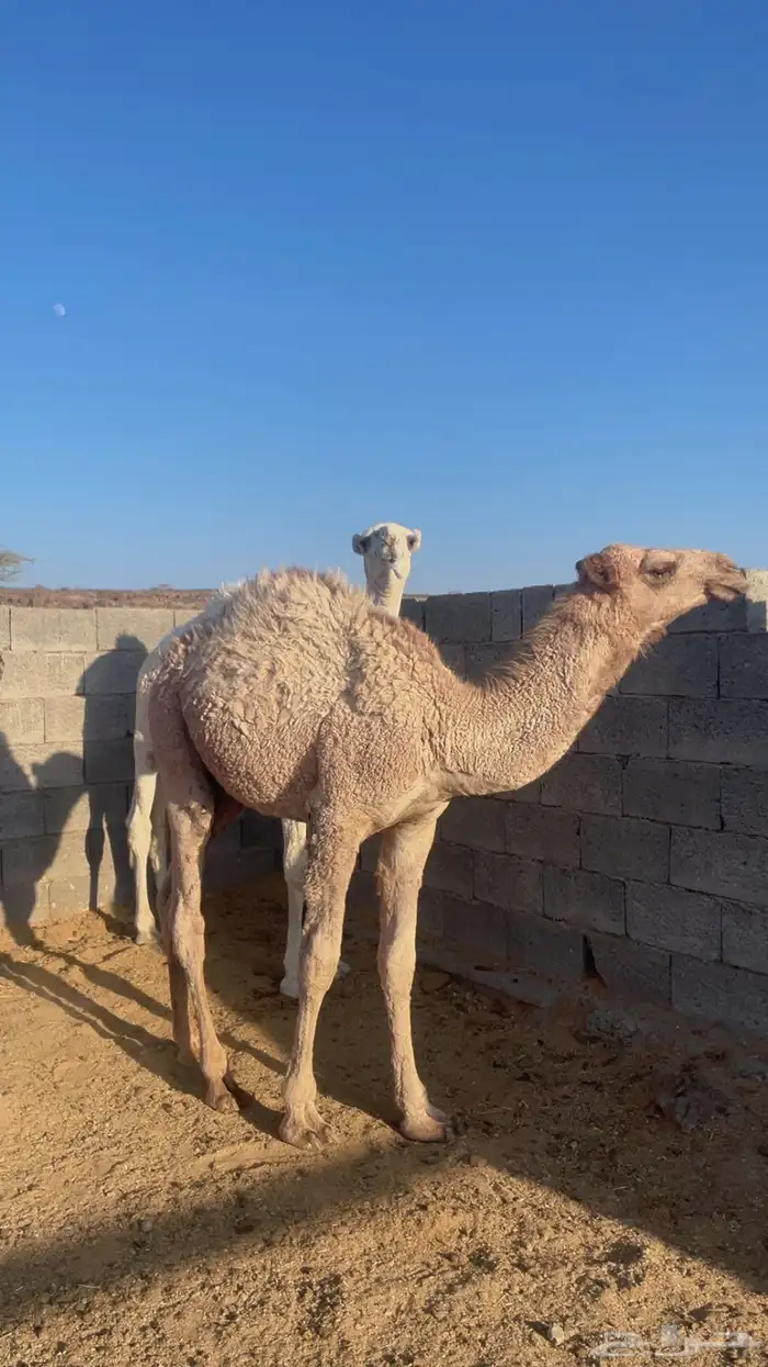 قعدان برية على الحليب ( تم البيع) 5