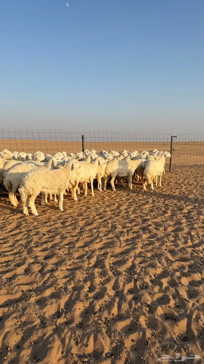 رخال جذعات حرش قطنيه حلال فاخر 6