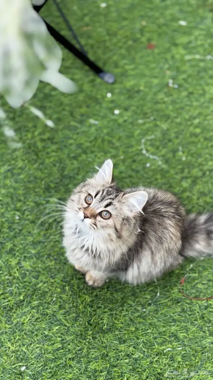 قطه انثى شيرازي (تم التبني) 1