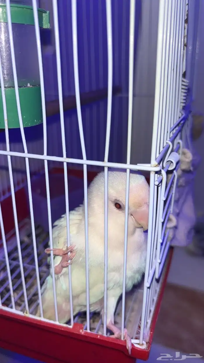 للبيع طير روز صحته حلو ولعوب وهدي جدا 1