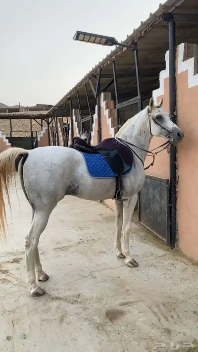 حصان شعبي index