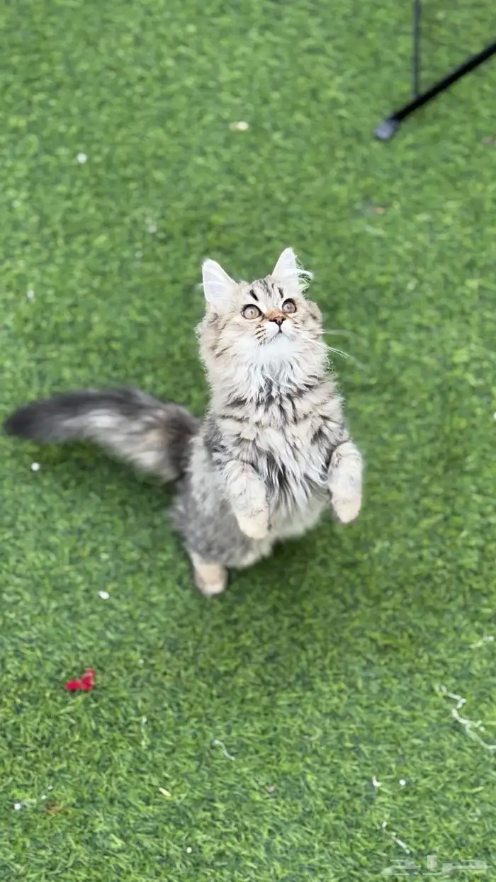 قطه انثى شيرازي (تم التبني) 2