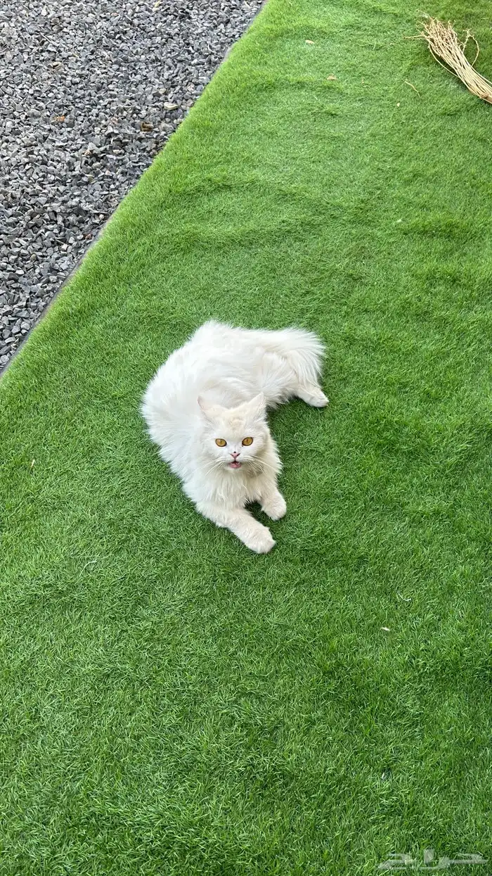 قطط شرازي للبيع 1