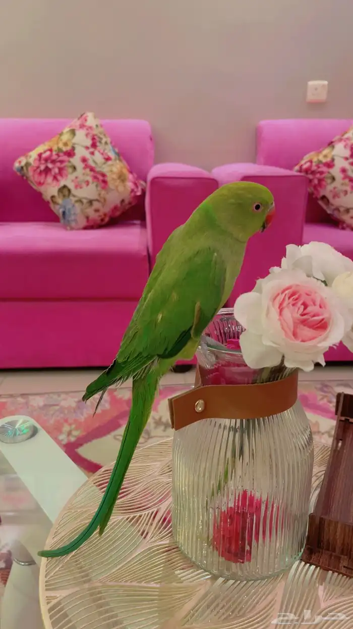 بغبغاء درة هندي تم البيع خارج الموقع 3