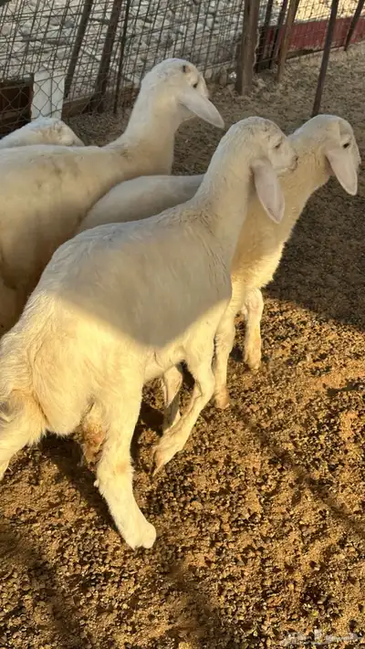 طليان للبيع index