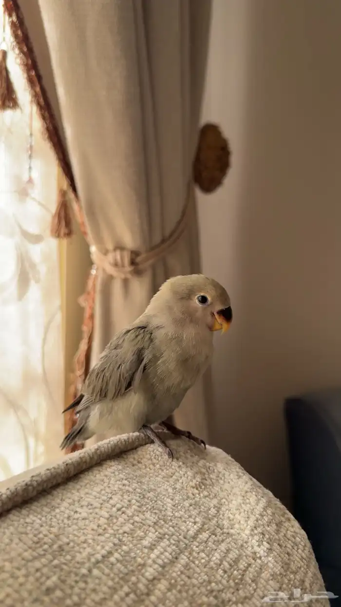 ببغاء روز العدد 2 2