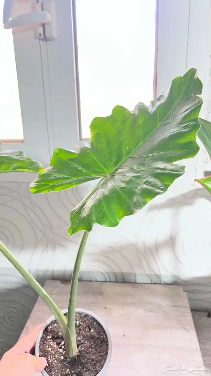 نبتات داخلية 11